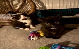Mixed Breed cats for sale: 2 kittens available  - Advert 1
