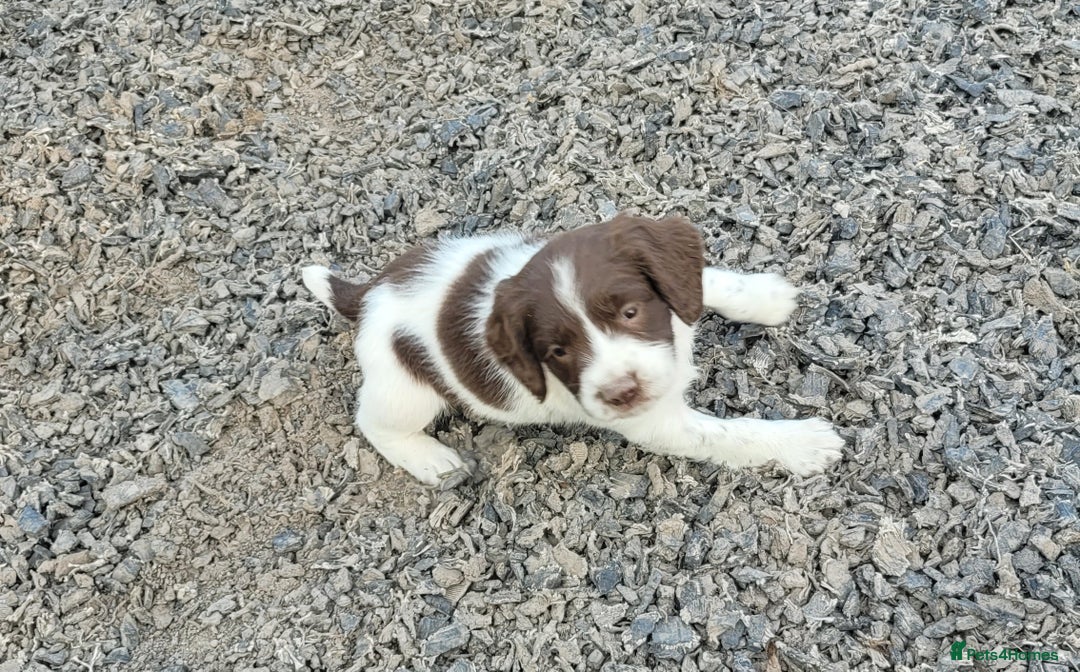 English Springer Spaniel dogs for sale: KC Working English Springer Spaniel puppies  - Image 7