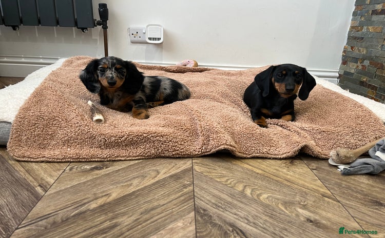 Miniature Dachshund dogs - Advert 15