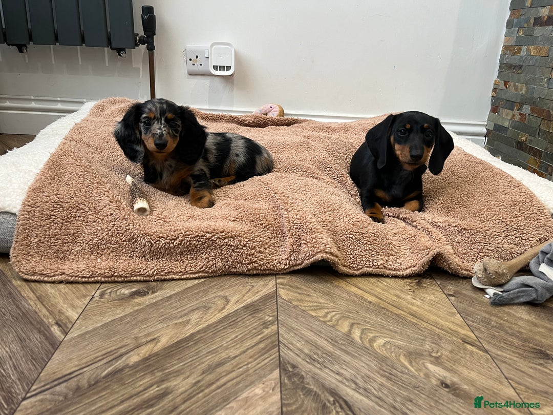 Miniature Dachshund dogs for sale: 🐾 PRICE REDUCED Beautiful miniature dachshunds  - Image 2