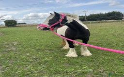 Irish Cob horses for sale: Gyspy offers considered - Image 9