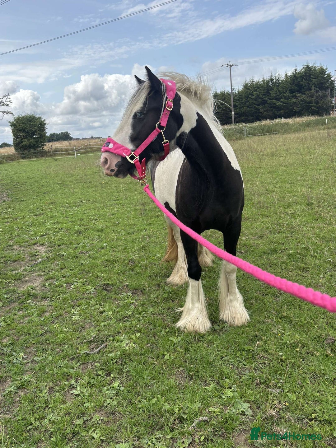 Irish Cob horses for sale: Gyspy offers considered - Image 9