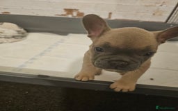 French Bulldog dogs for sale: Beautiful french bulldog puppies  - Image 21