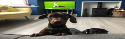 Miniature Dachshund dogs for stud: 4kg KC tiny expert STUD solid genes 100% record in Rochdale - Advert 5
