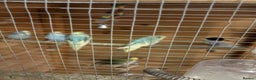 Budgerigars birds for sale: 8 budgies for sale, mix of male and female - Advert 1