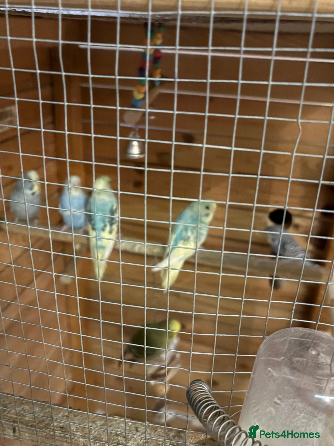 Budgerigars birds for sale: 8 budgies for sale, mix of male and female - Advert 1