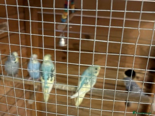 Budgerigars birds 8 budgies for sale, mix of male and female - Advert 6