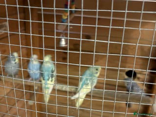 Budgerigars birds 8 budgies for sale, mix of male and female - Advert 9