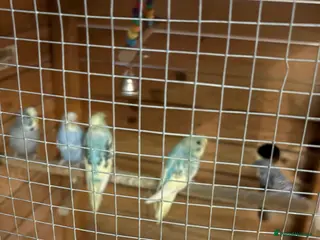 Budgerigars birds 8 budgies for sale, mix of male and female - Advert 22