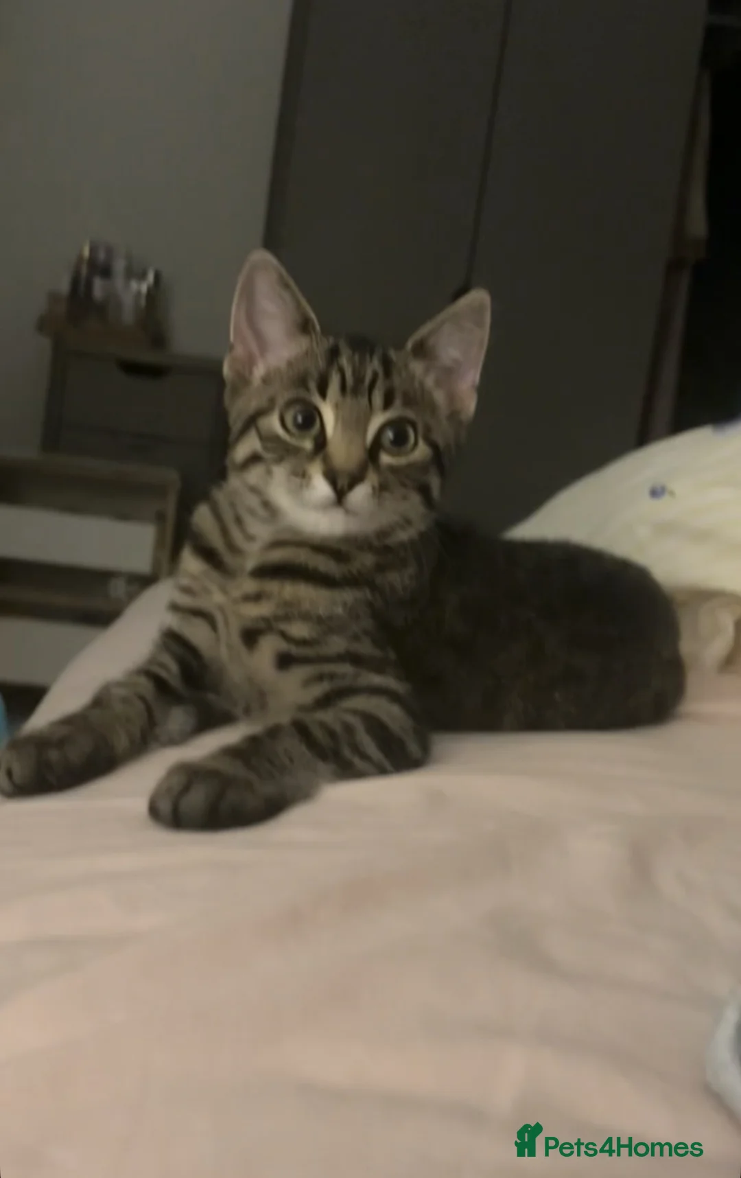 Mixed Breed cats for sale: Maine coon mixed  - Advert 1