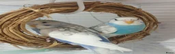 Budgerigars birds for sale: Outstanding pet baby budgies priced from £40 - Advert 24