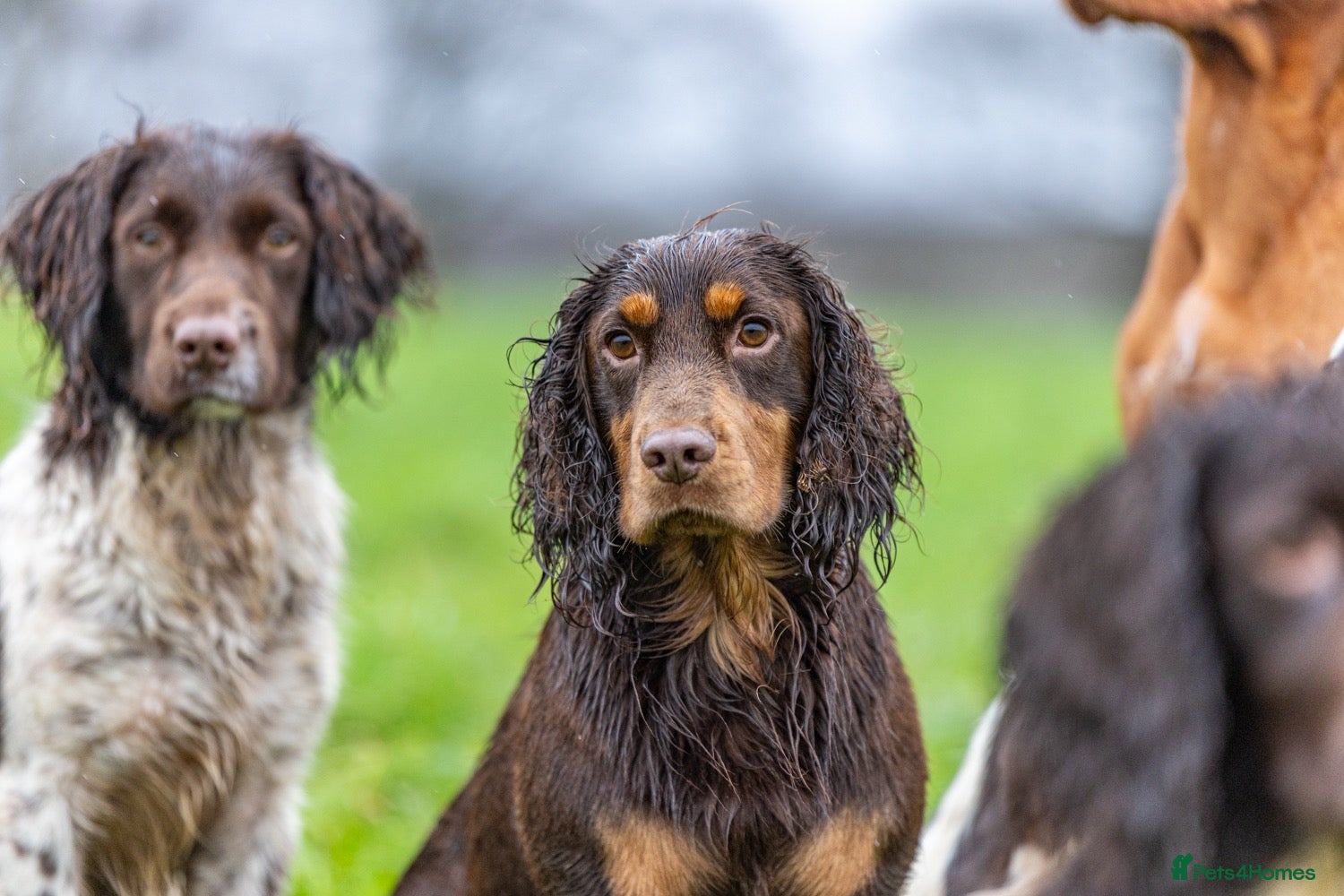 Cocker Spaniel dogs Working Chocolate & Tan Stud - Advert 7
