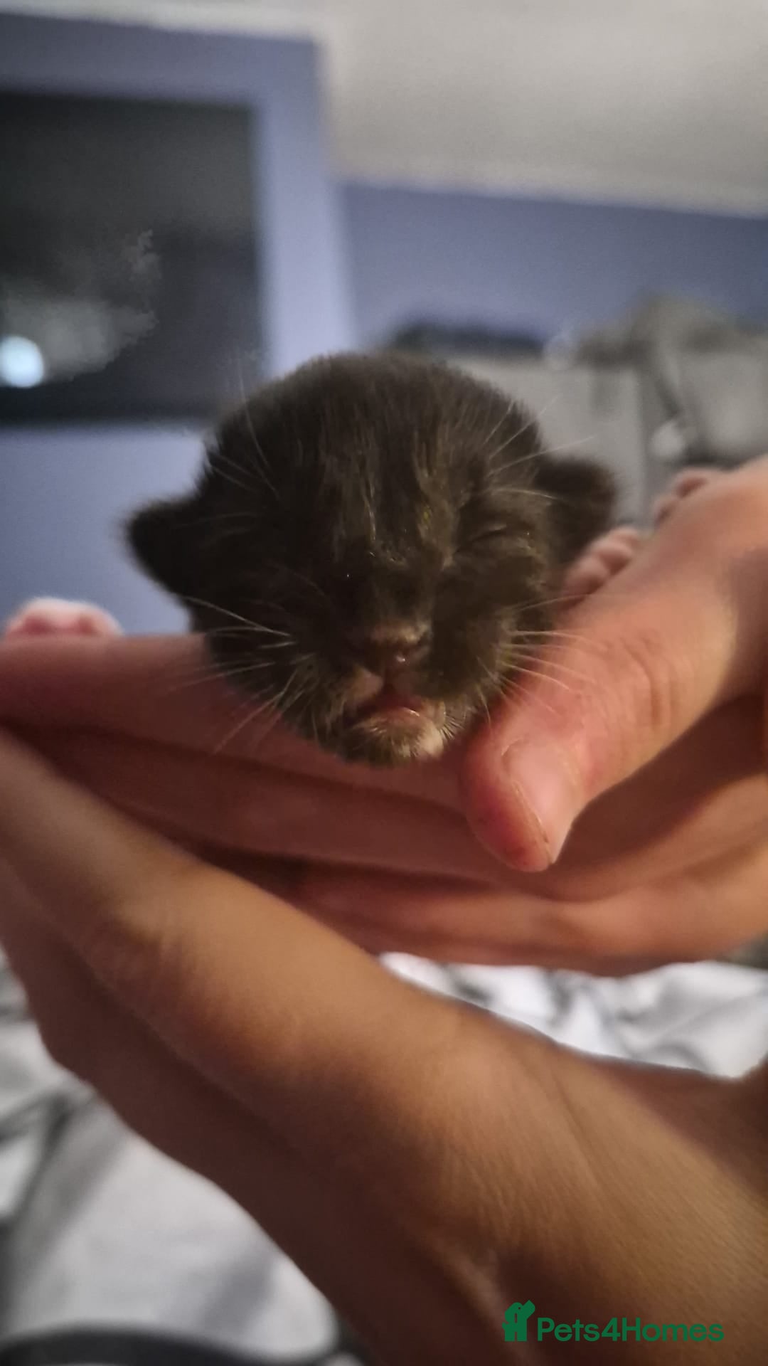 Mixed Breed cats for sale: 3 beautiful kittens - Advert 14