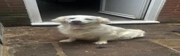 Golden Retriever dogs for sale: 9 exceptional Golden retriever  - Advert 15