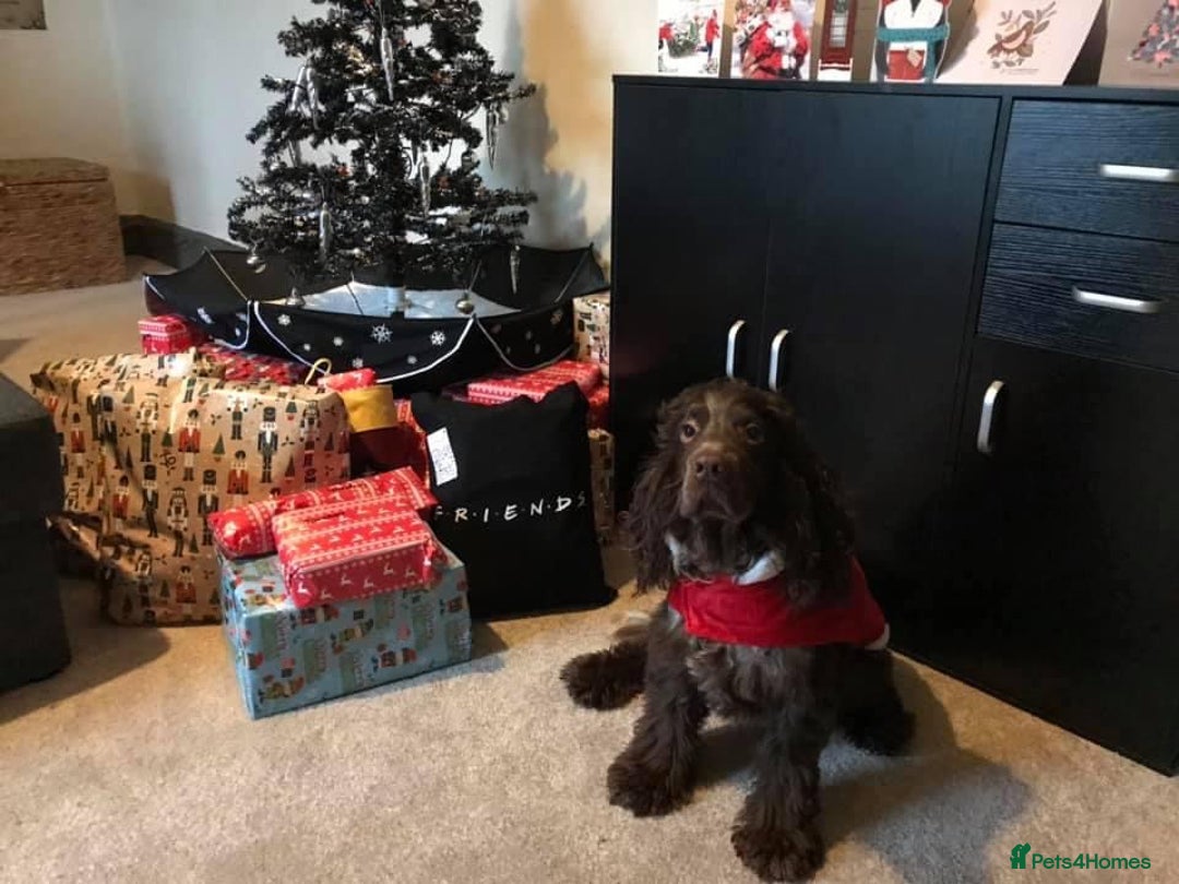 Cocker Spaniel dogs for stud: Beautiful friendly cocker spaniel, Jordan - Advert 3