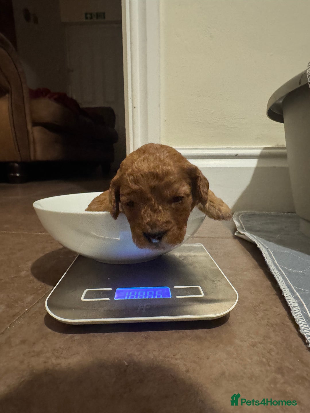 Cavapoo dogs for sale: Toy Cavapoo F1B - 4 girls & 3 boys - Advert 5