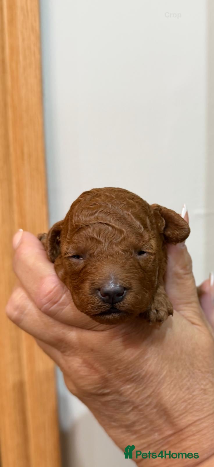 Toy Poodle dogs Outstanding KC registered dark red Toy poodles  - Advert 2