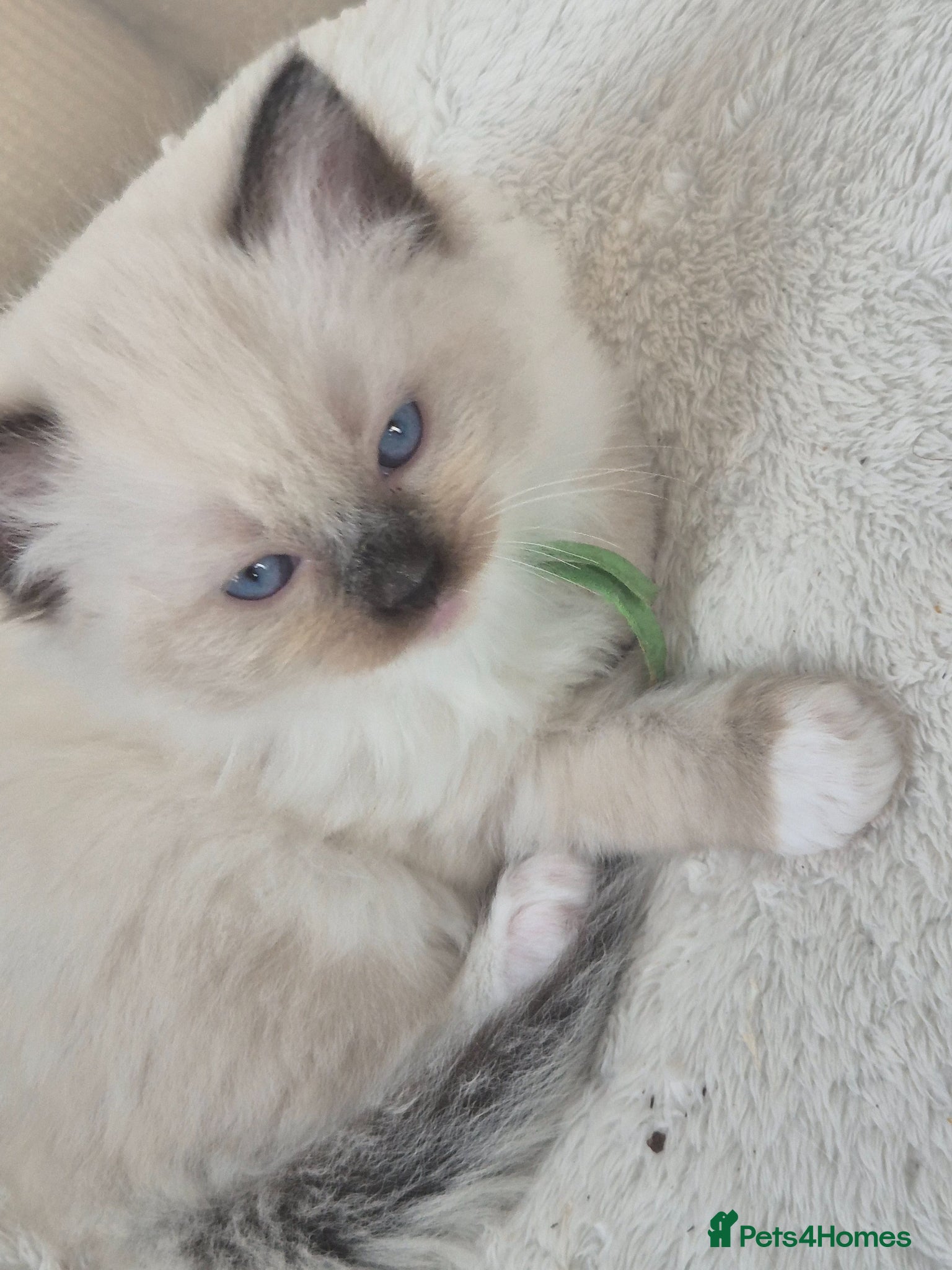 Ragdoll cats Beautiful ragdolls gccf and tica registered - Advert 2