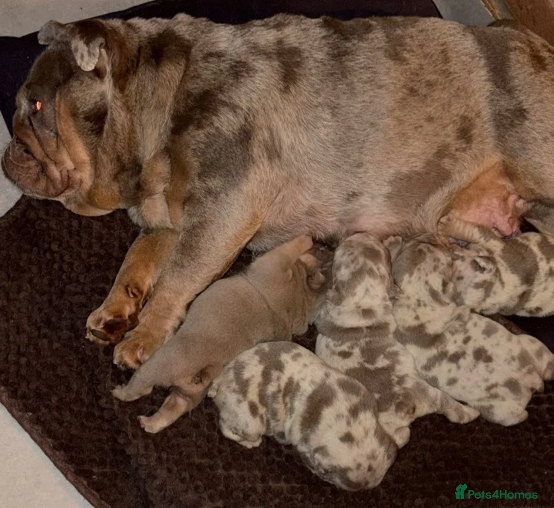 English Bulldog dogs for sale: 🇬🇧🔥Bulldog Puppies🔥🇬🇧🔥Fully suited🔥🇬🇧 - Advert 9