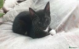 Mixed Breed cats for sale: Mixed part Bengal kittens - Image 2