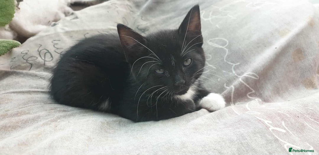 Mixed Breed cats for sale: Mixed part Bengal kittens - Image 2