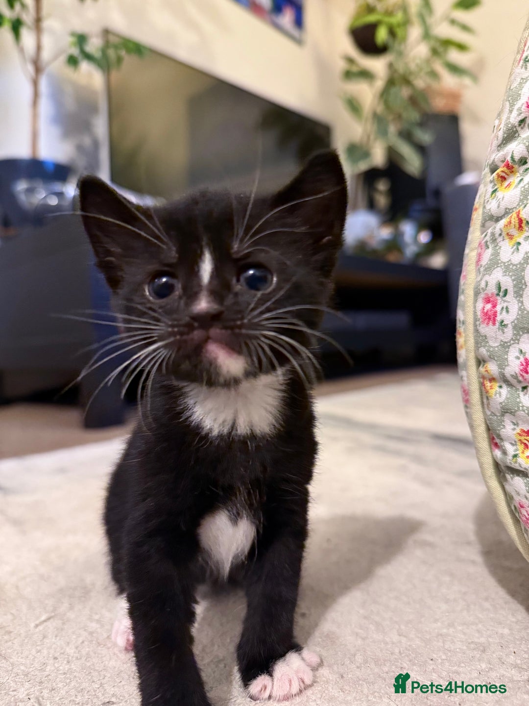 Mixed Breed cats for sale: Unique Bombay x Turkish Angora Tuxedo Kittens - Advert 8