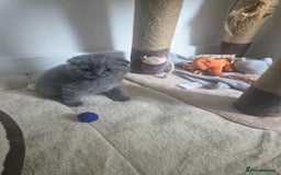 Scottish Fold cats for sale: 2 beautiful Scotish fold girls - Image 6