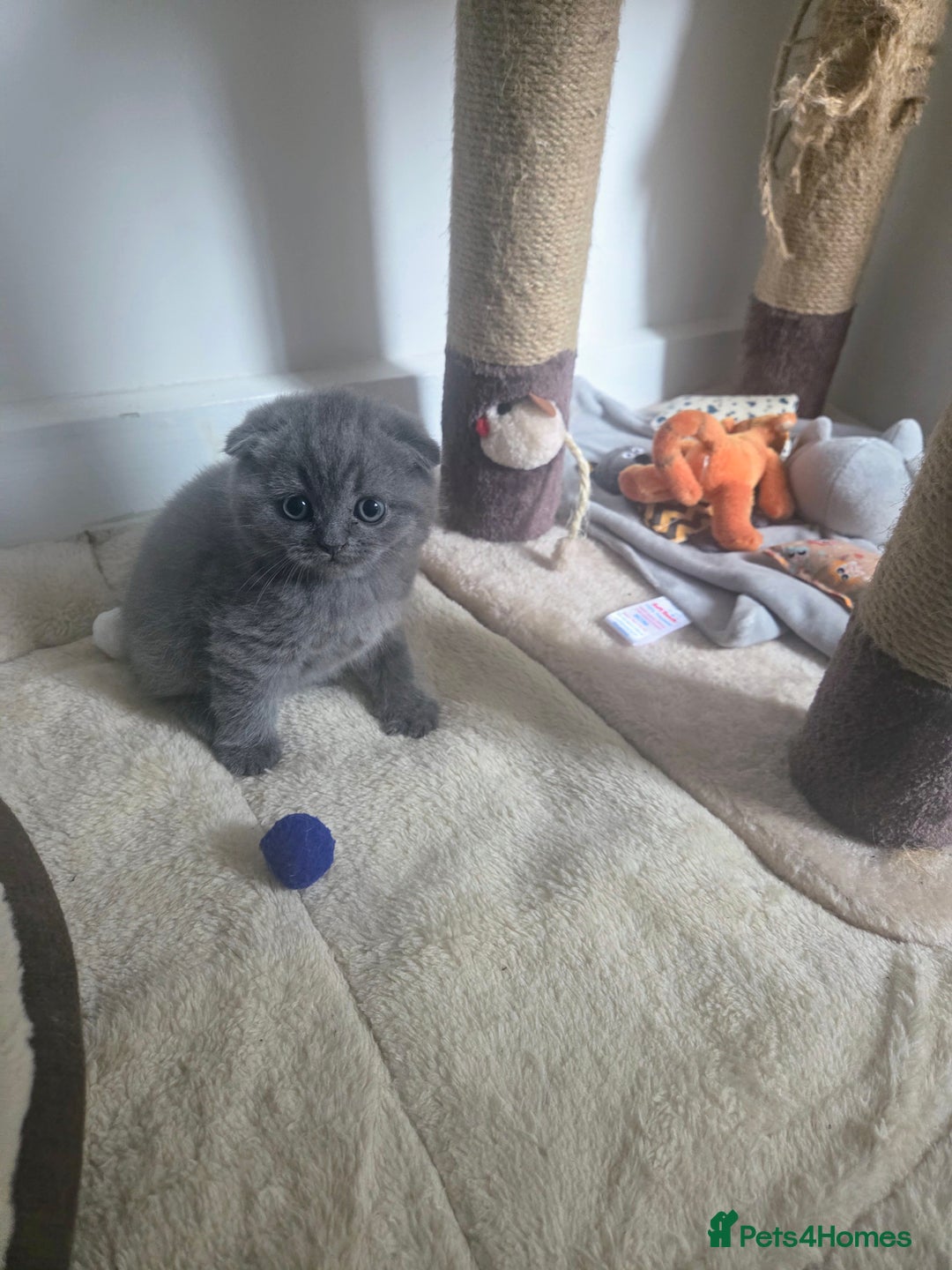 Scottish Fold cats for sale: 2 beautiful Scotish fold girls - Image 6