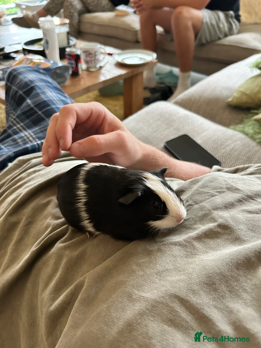 Guinea Pig rodents for sale: 2 Guinea Pigs for Sale  - Advert 2