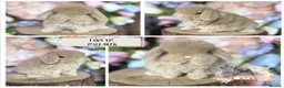 Mini Lop rabbits for sale: 🌟 PUREBRED MINI LOP BABIES 🌟 - Advert 2