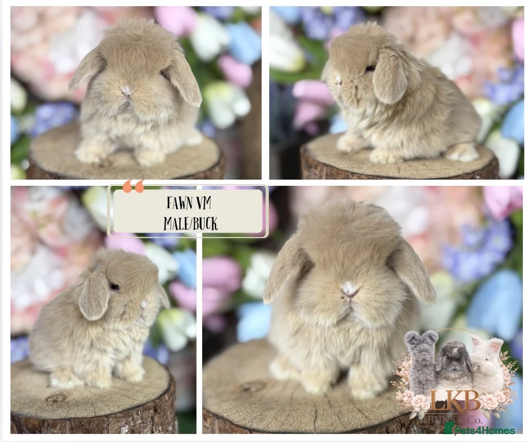 Mini Lop rabbits for sale: 🌟 PUREBRED MINI LOP BABIES 🌟 - Advert 2