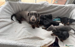 Miniature Dachshund dogs for sale: Miniature dachshund puppies - Image 26