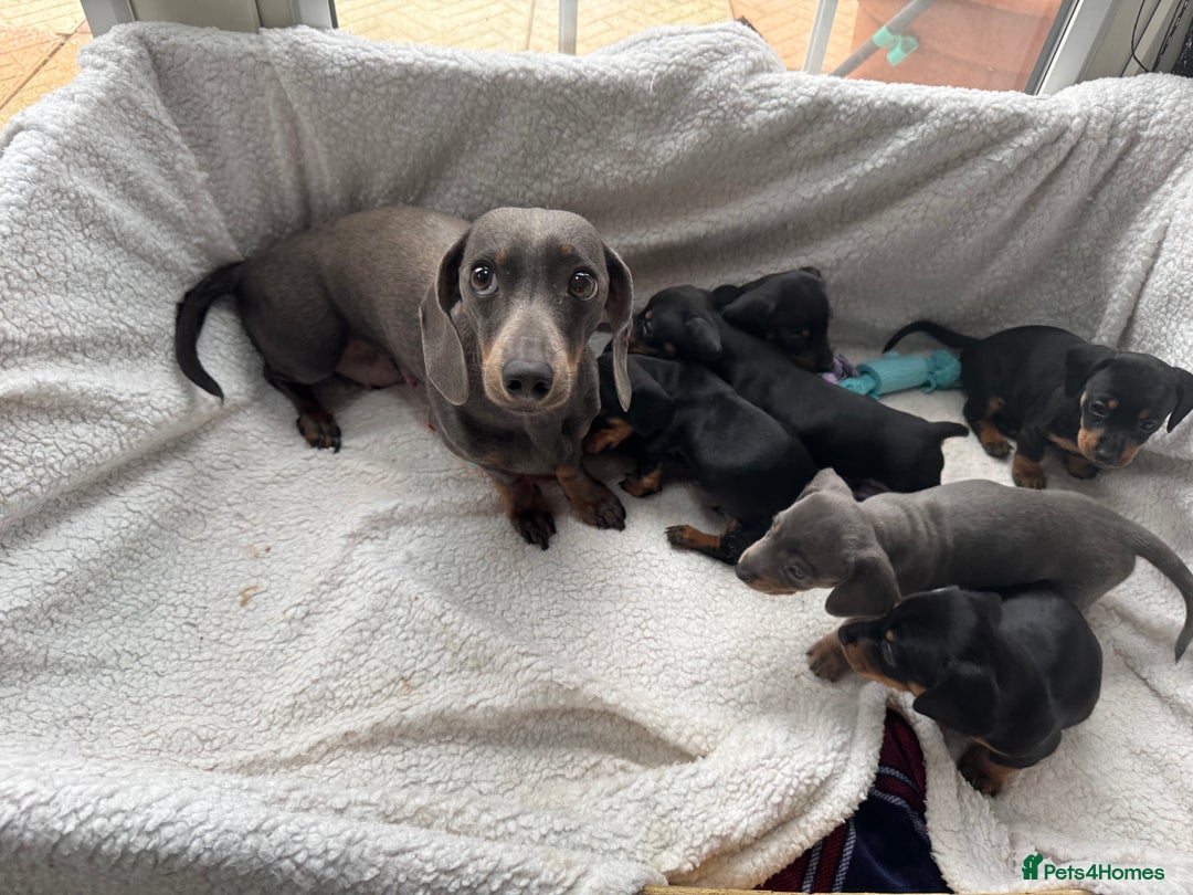 Miniature Dachshund dogs for sale: Miniature dachshund puppies - Image 26