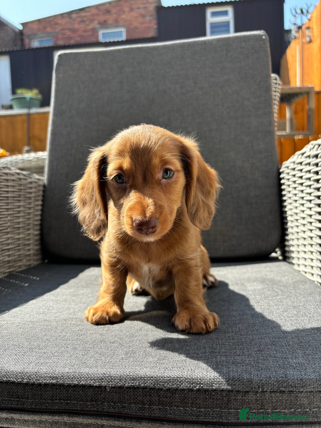 Miniature Dachshund dogs for sale: Dachshund puppies - Image 24