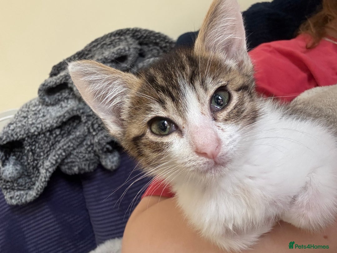 Mixed Breed cats for sale: Two beautiful ladies 💜 - Image 1