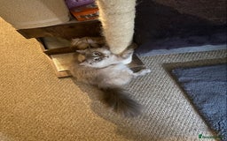Ragdoll cats for sale: Two Ragdolls. Mom and Son. Ready for new home. - Image 24