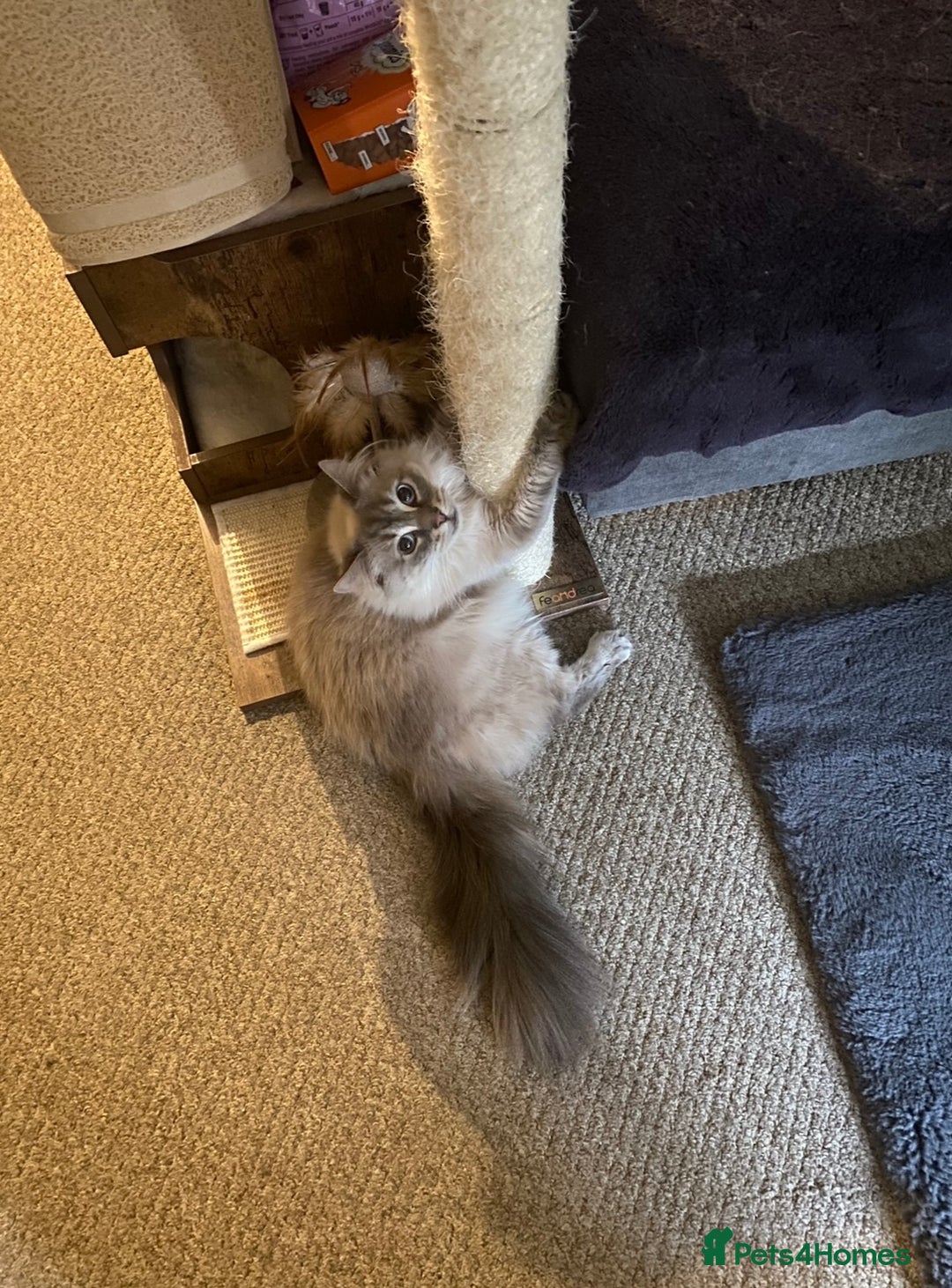 Ragdoll cats for sale: Two Ragdolls. Mom and Son. Ready for new home. - Image 24