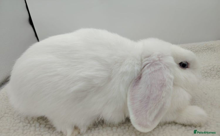 Mini Lop rabbits - Advert 9