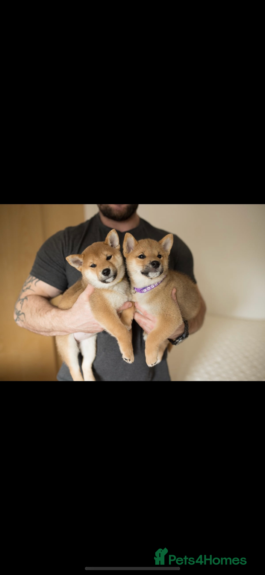 Japanese Shiba Inu dogs for sale: Gorgeous, KC-Registered Shiba Inu Puppies - Advert 7