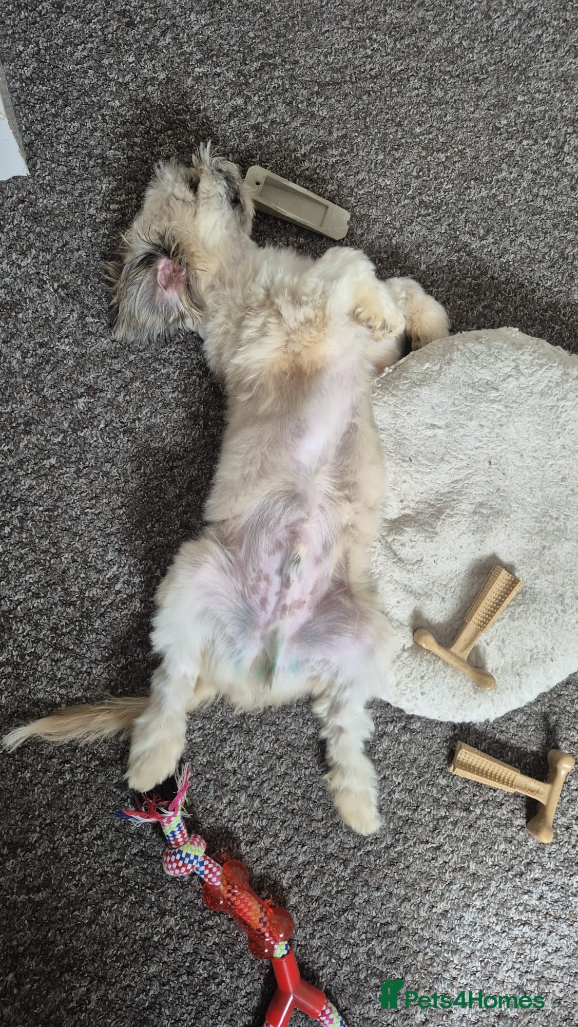 Mixed Breed dogs for adoption: Buttons.  female small breed - Advert 7