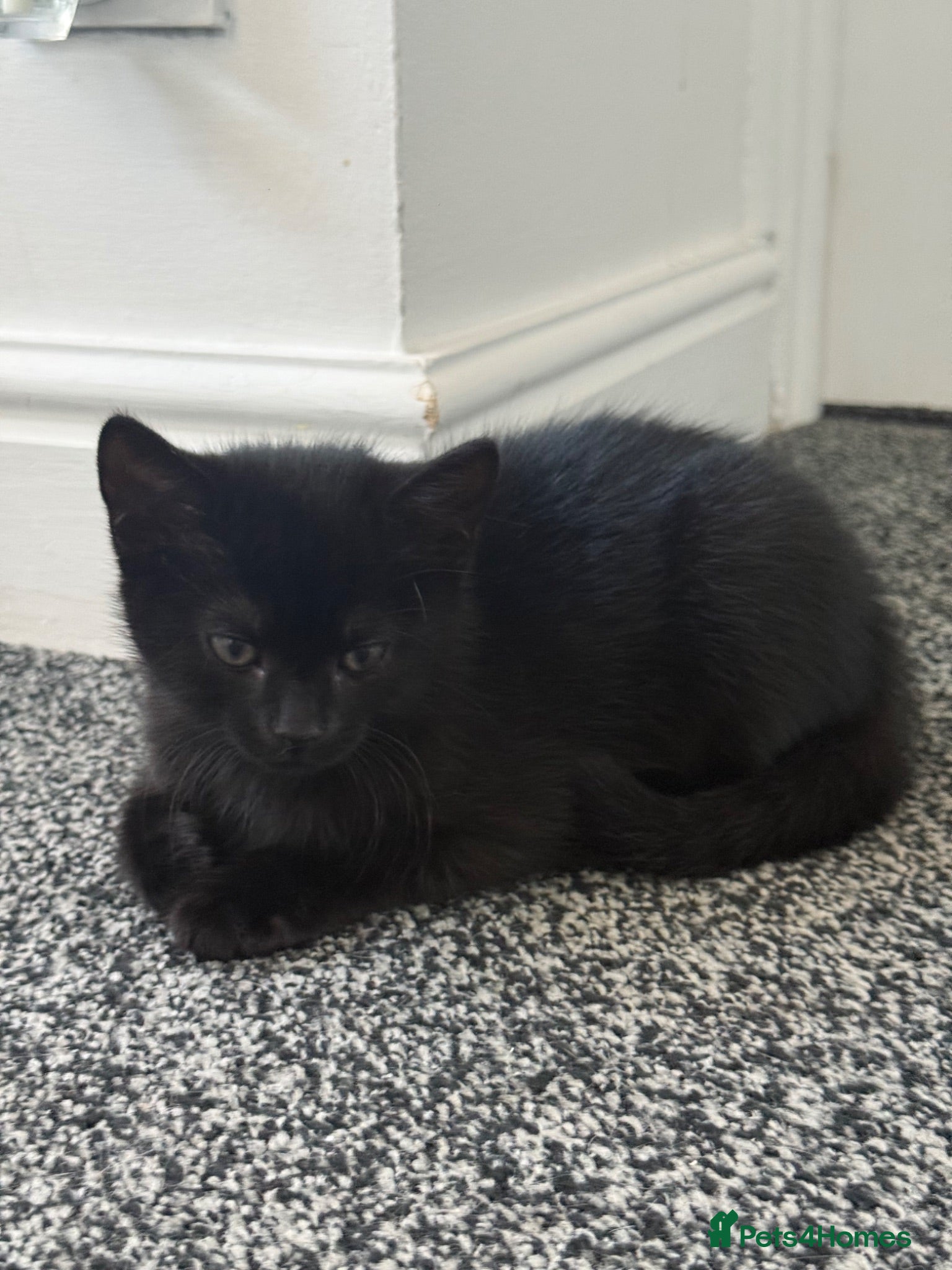 Mixed Breed cats Lovely Kittens for Sale - Advert 2