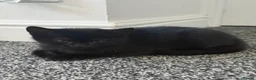 Mixed Breed cats for sale: Lovely Kittens for Sale - Advert 2