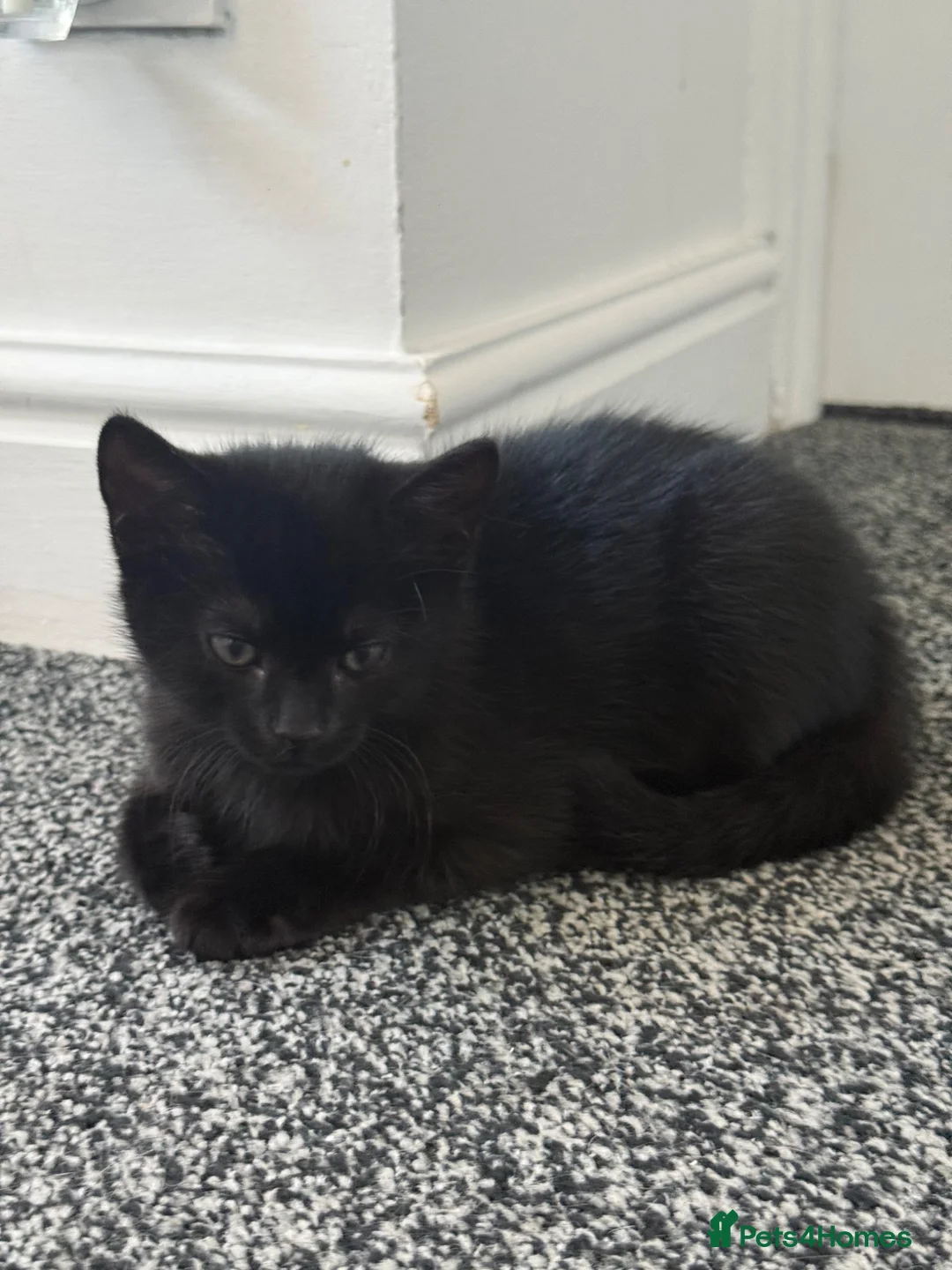 Mixed Breed cats for sale: Lovely Kittens for Sale - Advert 2
