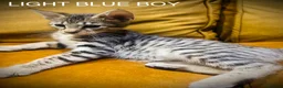 Savannah cats for sale: F5 Savannah girl and boy kittens  in Bradford - Advert 14