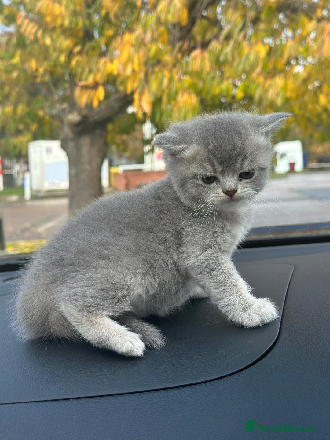 British Shorthair cats for sale: British Shorthair kittens  - Image 25