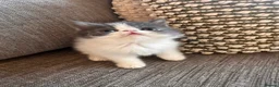 Exotic cats for sale: Exotic Persian kittens - Advert 26