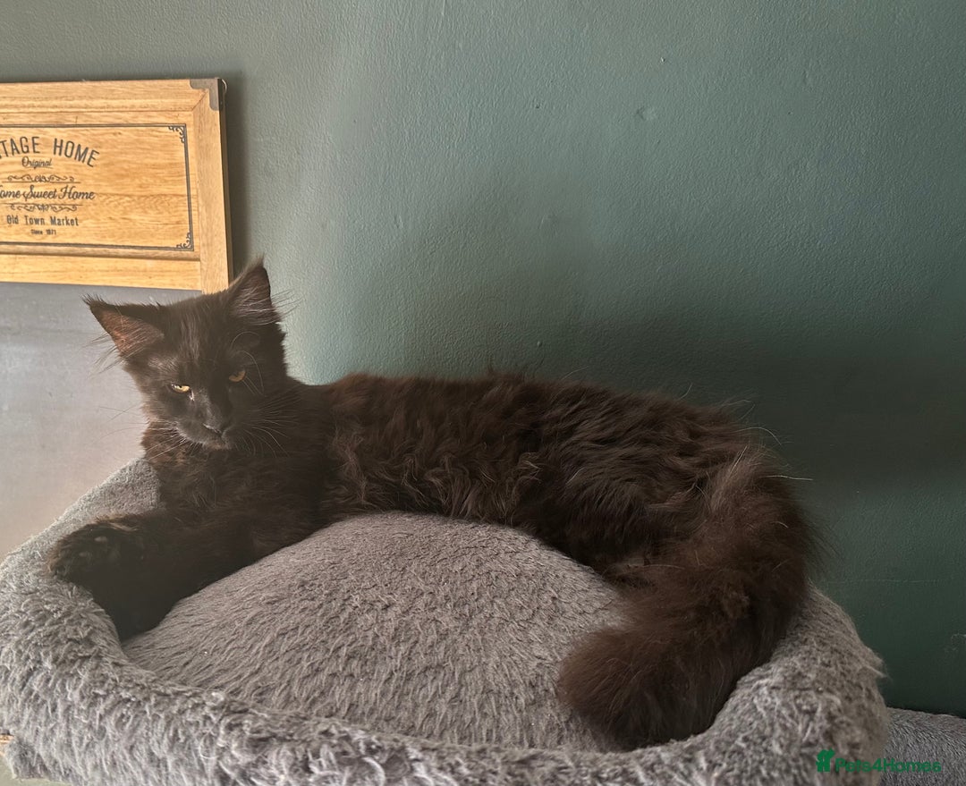 Maine Coon cats for sale:  Tica active registered Beauitful big kittens  in Wednesbury - Image 24