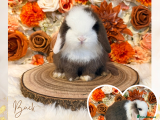 Mini Lop rabbits VACCINATED PUREBRED MINI LOPS - Advert 22