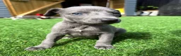 Whippet dogs for sale: Whipets Puppies - Advert 4