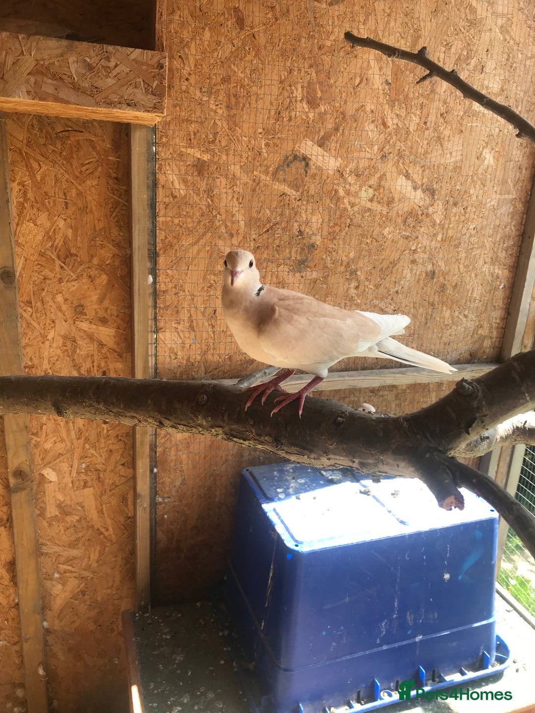 Doves birds for sale: Ring neck doves - Image 7